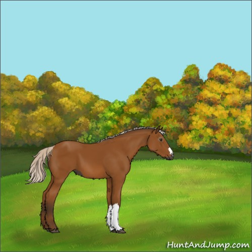 Horse Color:Gray Silver Bay 