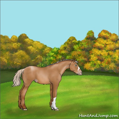 Horse Color:Gray Silver Amber Champagne 