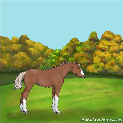 Horse Color:Silver Bay 
