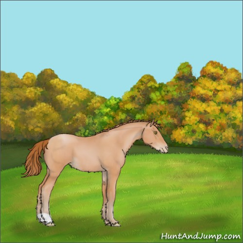Horse Color:Bay Pearl 