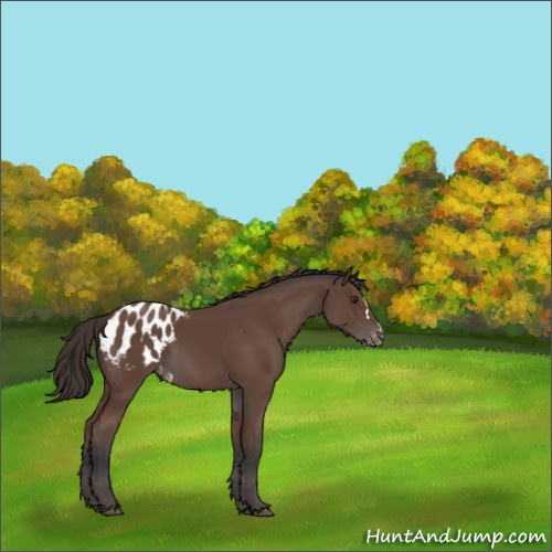 Horse Color:Bay Appaloosa 