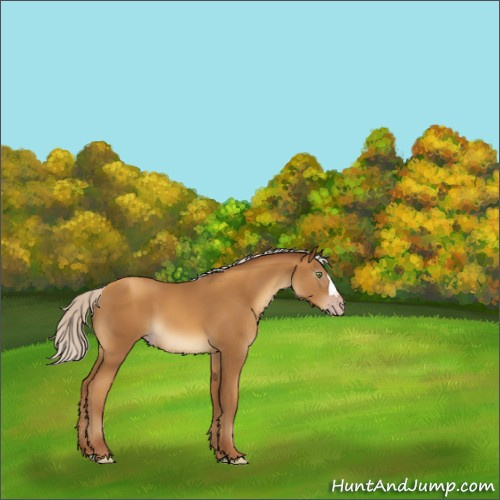 Horse Color:Gray Silver Amber Champagne 