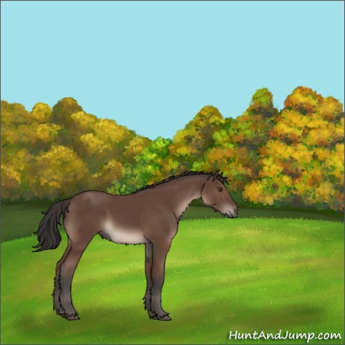 Horse Color:Bay 