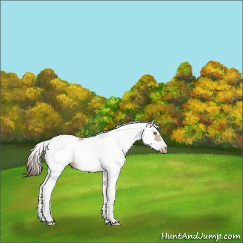 Horse Color:Gray Bay Pearl Sabino Frame 