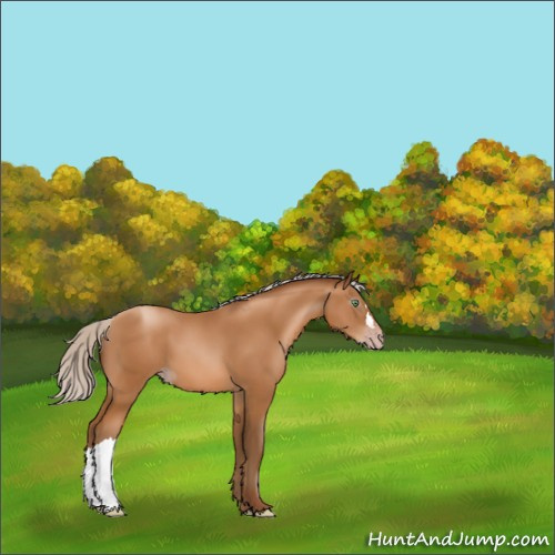 Horse Color:Gray Silver Amber Champagne 