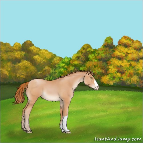 Horse Color:Bay Pearl Appaloosa 