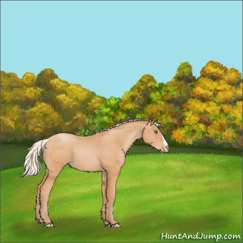 Horse Color:Silver Bay Pearl 
