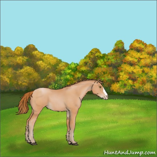 Horse Color:Bay Pearl 