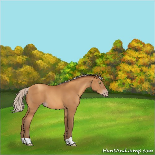 Horse Color:Gray Silver Amber Champagne 