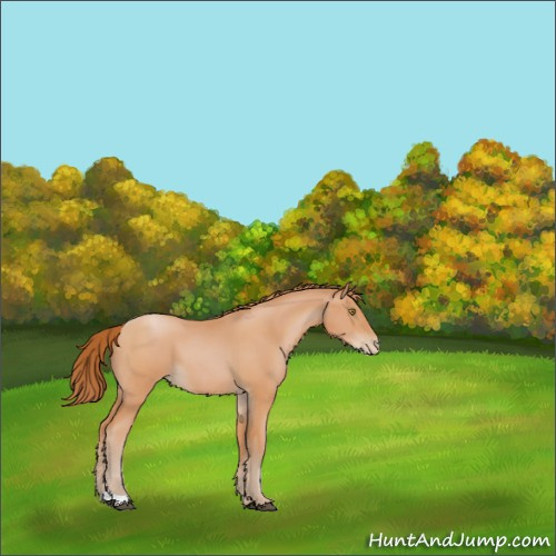 Horse Color:Bay Pearl 
