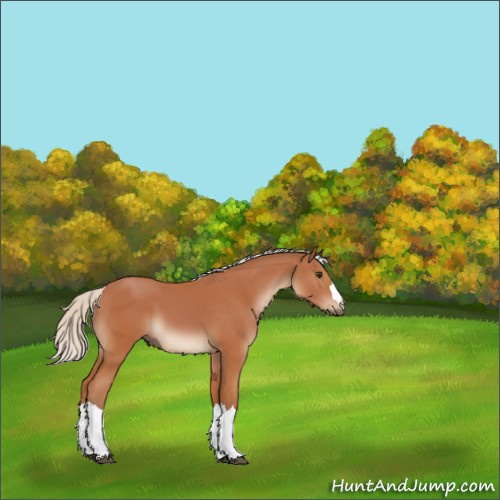Horse Color:Silver Bay 