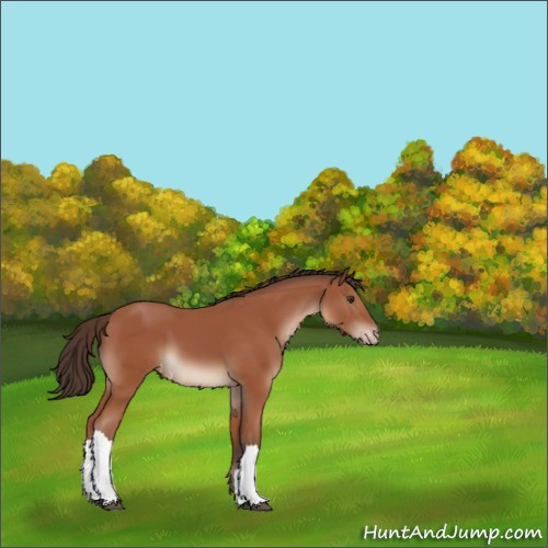 Horse Color:Bay Appaloosa 