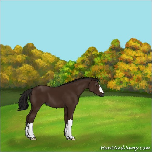 Horse Color:Gray Bay 