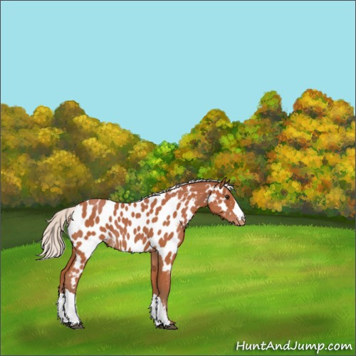 Horse Color:Silver Bay Appaloosa 