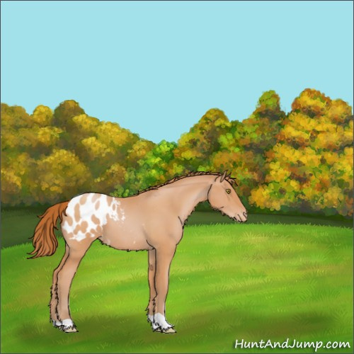 Horse Color:Bay Pearl Appaloosa 