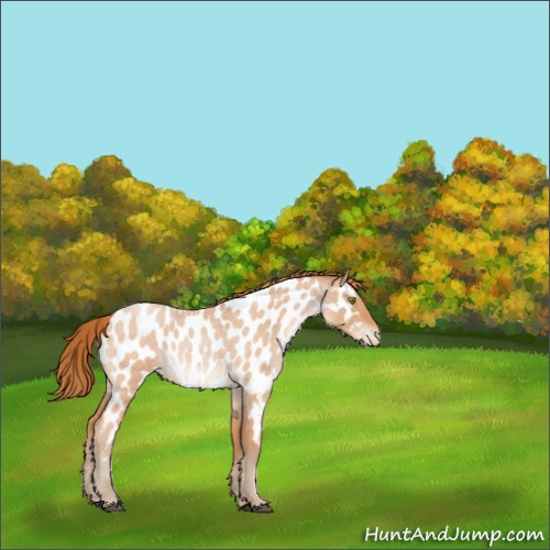 Horse Color:Bay Roan Pearl Appaloosa 
