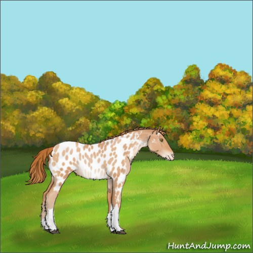 Horse Color:Bay Pearl Appaloosa 