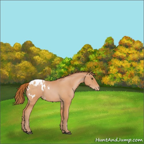 Horse Color:Bay Pearl Appaloosa 
