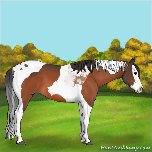 Horse Color:Bay Splash Tobiano