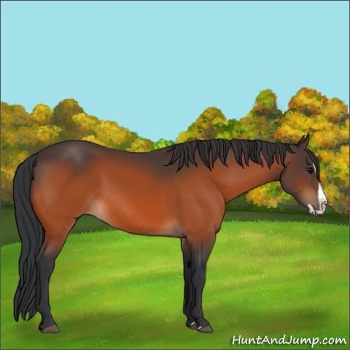 Horse Color:Bay Splash