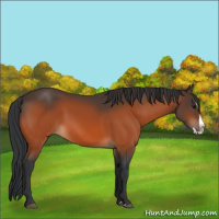 Horse Color:Bay Splash 