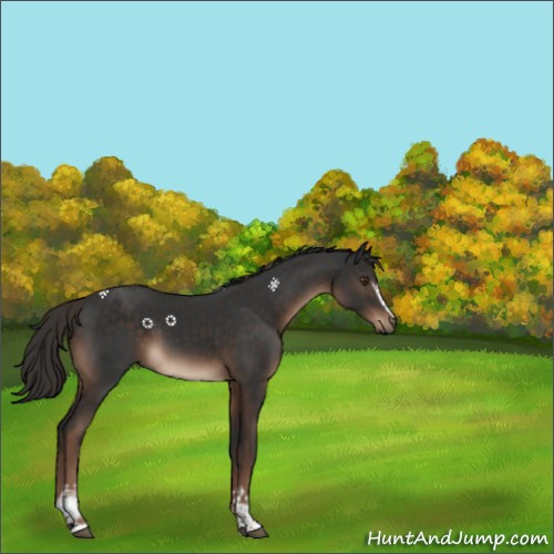 Horse Color:White Spotted Liver Chestnut Tobiano Rabicano 