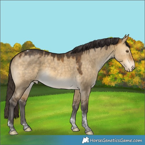 Horse Color:Buckskin Dun Tobiano Appaloosa 