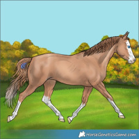 Horse Color:Gold Champagne Splash 