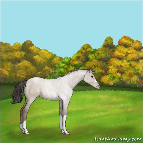 Horse Color:Classic Champagne 
