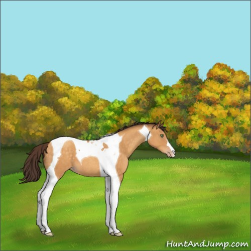 Horse Color:Sable Cream Champagne Tobiano 