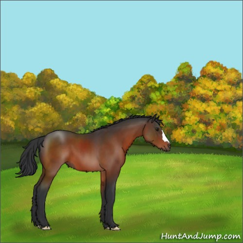 Horse Color:Brown 