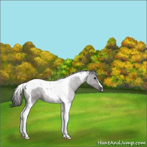 Horse Color:Smoky Black Tobiano 
