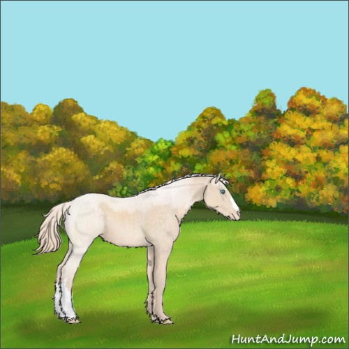 Horse Color:Perlino Appaloosa 