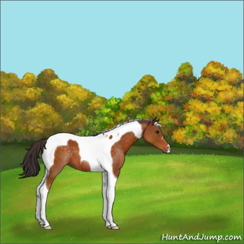 Horse Color:Buckskin Tobiano 