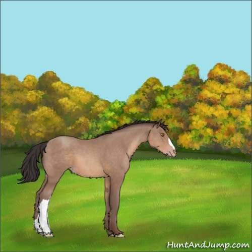 Horse Color:Sable Champagne 