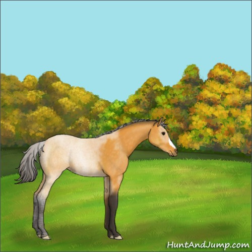 Horse Color:Buckskin 