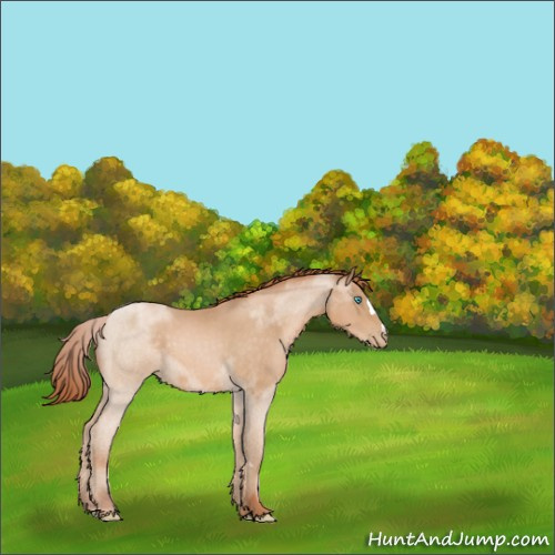 Horse Color:Buckskin Pearl 
