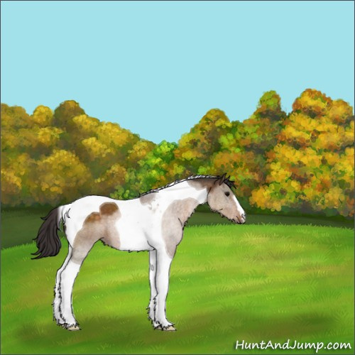 Horse Color:Buckskin Tobiano 