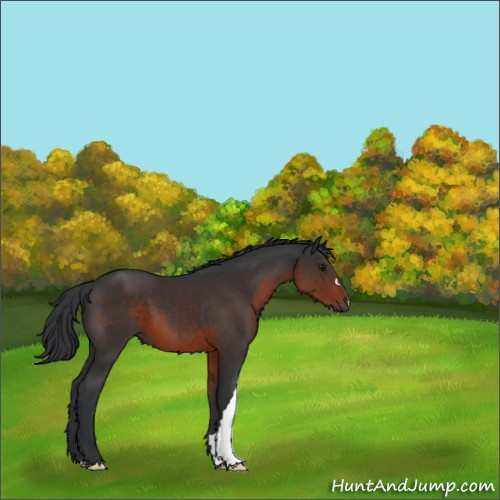 Horse Color:Brown 