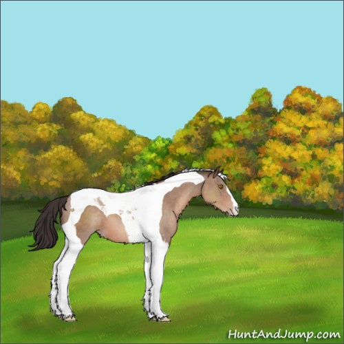 Horse Color:Sable Champagne Tobiano 