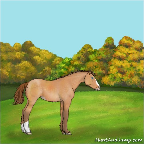 Horse Color:Gray Perlino 