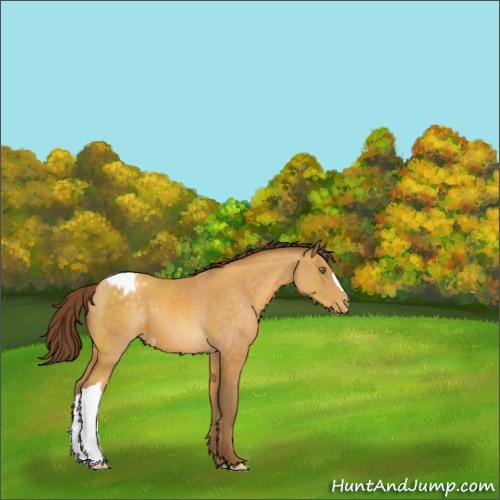 Horse Color:Sable Cream Champagne Appaloosa 