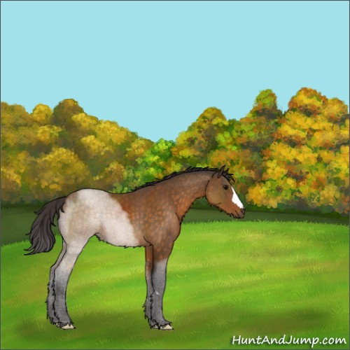 Horse Color:Buckskin 