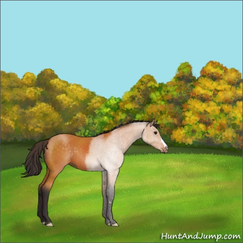 Horse Color:Buckskin 
