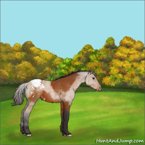 Horse Color:Buckskin Appaloosa 
