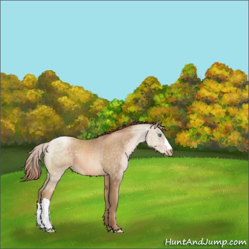 Horse Color:Buckskin Pearl 