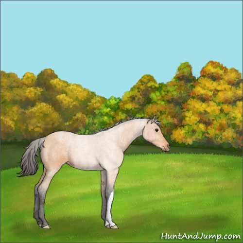 Horse Color:Buckskin 