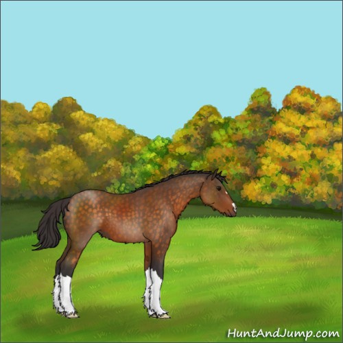 Horse Color:Buckskin 
