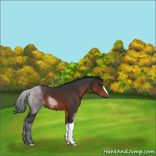 Horse Color:Brown 