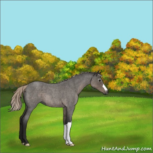Horse Color:Gray Silver Blue Roan 